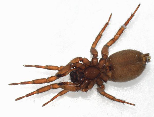 Datei:Gnaphosa opaca w ve Causse mejean WOertel.jpg