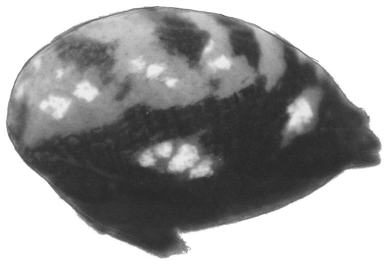 Datei:Tenuiphantes mengei fem bakr lateral 3 HLovbrekke.jpg