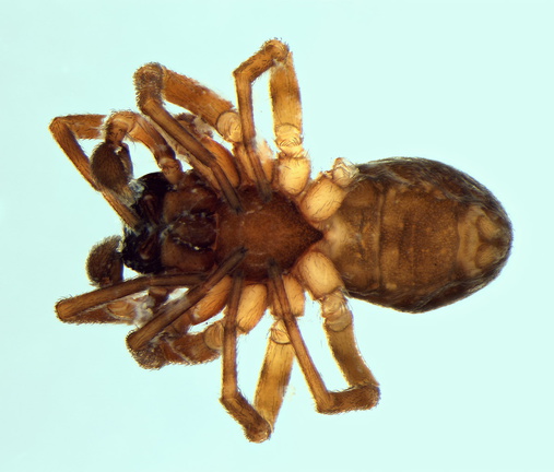 Datei:Argenna patula m ve 2,98mm Salzwiese Lissewege Westflandern Belgien 9Mai02 POger.jpg