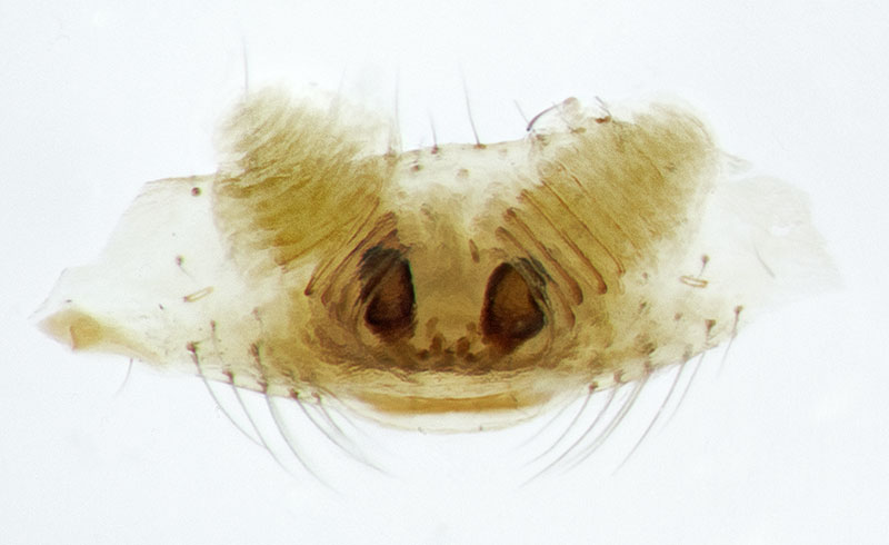 Datei:Kochiura-aulica Sardinien-LagoBaratz 13-04 01-vulva.jpg