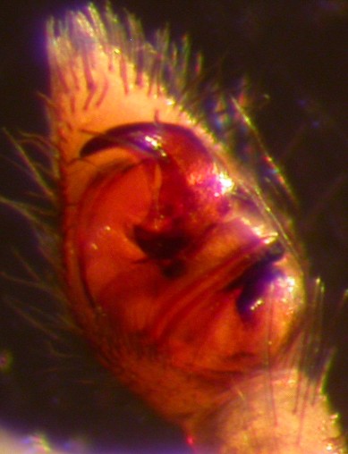 Datei:Piratula insularis hann pp 3,1mm Drevsjø 27.08.2013 AFjellberg.jpg