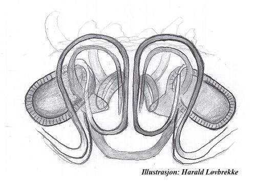 Datei:Pocadicnemis juncea vulva ve HLovbrekke.jpg