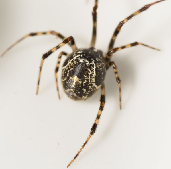Datei:Parasteatoda tepidariorum w 7mm.jpg