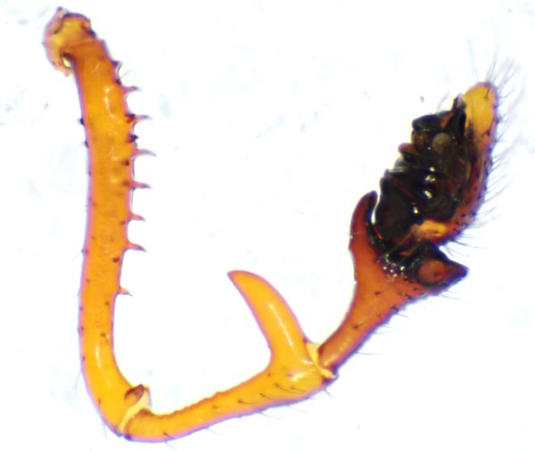 Datei:Erigone arctica maritima m Staberhuk 01.10.11-423 Pedipalpus links ganz.jpg