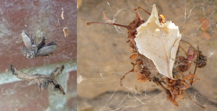 Datei:Tarnkappen tabulata.jpg