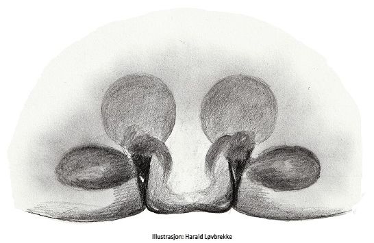 Datei:Donacochara speciosa epigyn HLovbrekke.jpg