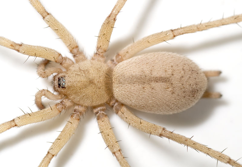 Datei:Pterotricha dalmasi Jordanien 08-03 04.jpg