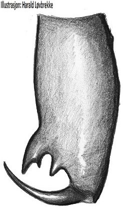 Datei:Enoplognath thoracica chelizere HLovbrekke.jpg