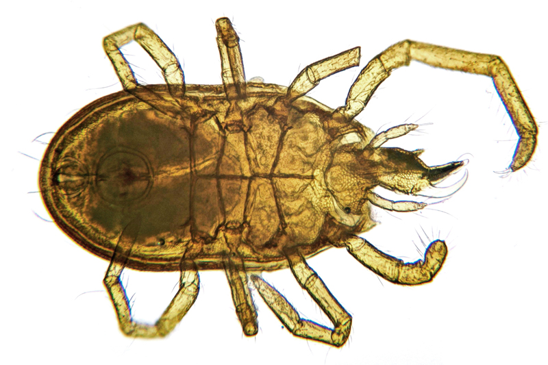 Datei:Labidostomma Cornutella cornutum male A5176 PS3503.jpg