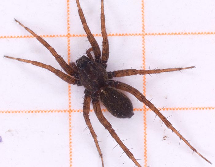 Datei:Pardosa pullata W 7-5861.jpg