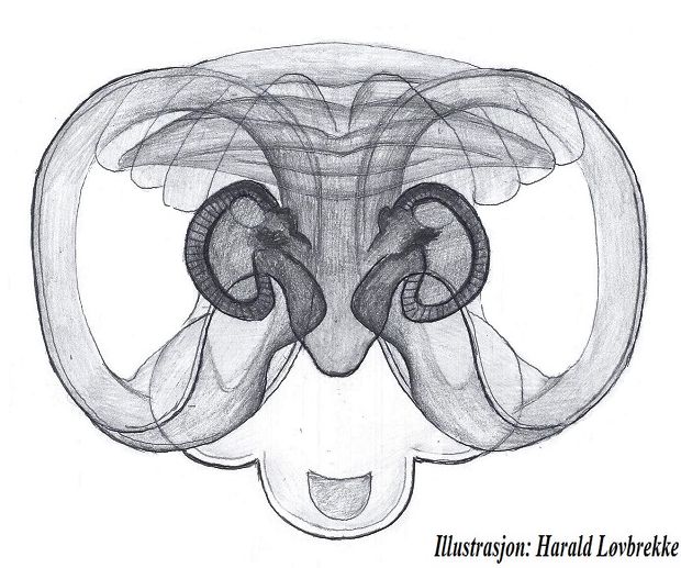 Datei:Centromerus sylvaticus vulva HLovbrekke.jpg