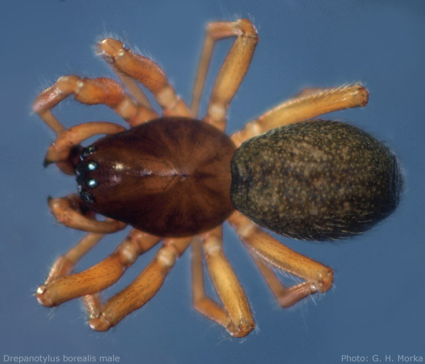 Datei:Drepanotylus borealis male GHMorka.jpg