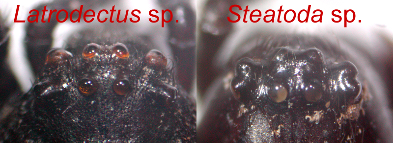 Datei:Latrodectus Steatoda eyepattern-1-.jpg