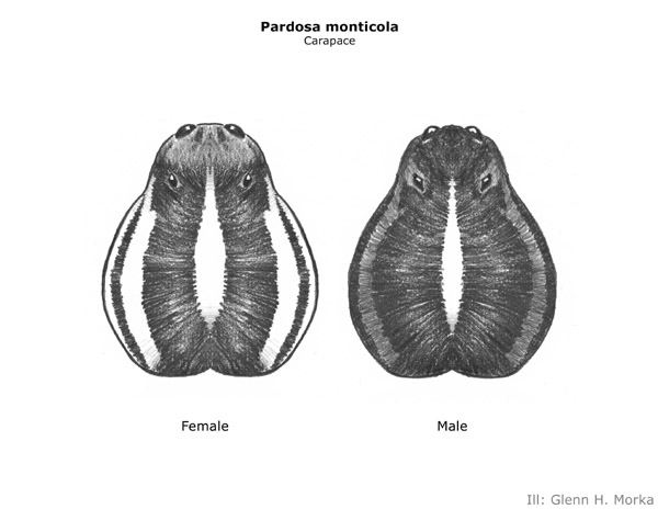 Datei:Pardosa monticola carapace female and male new illustration 600px GHMorka.jpg
