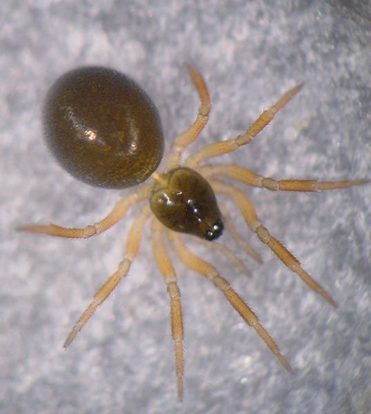 Datei:Metopobactrus prominulus 2 1024.jpg