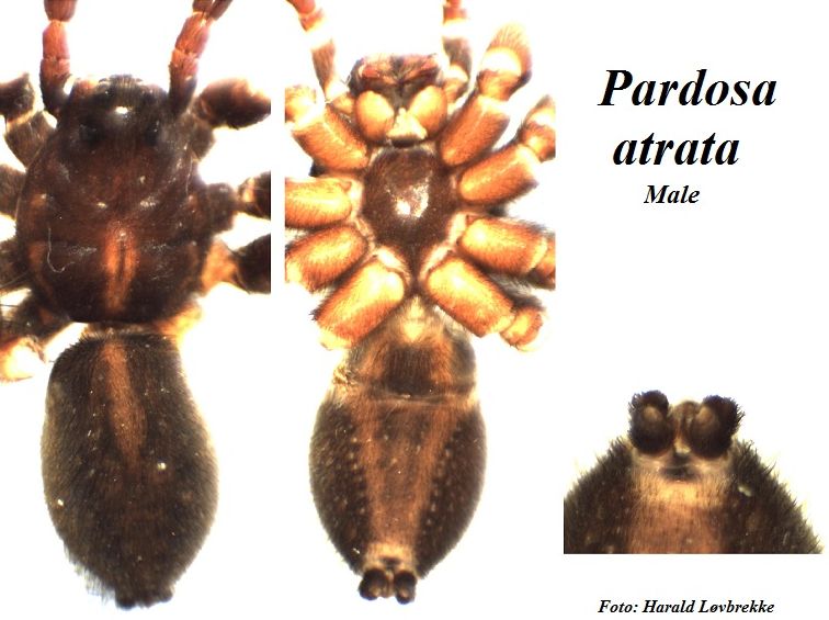 Datei:Pardosa atrata male habitus HLovbrekke.jpg