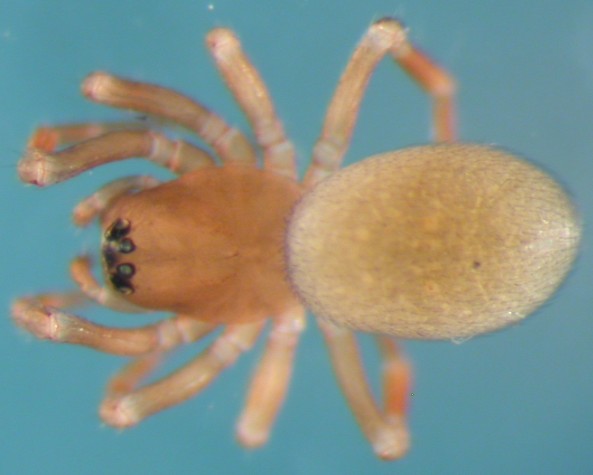 Datei:Tapinocyboides pygmaeus w do 1,4mm ausSchlehe Meernaehe Hvasser Syd 22.10.2010 AFjellberg.jpg