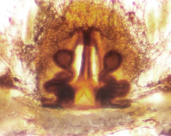 Datei:Alopecosa taeniata 15082011 vulva1 (akakko).jpg