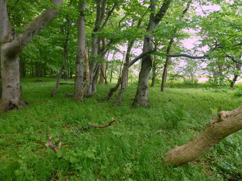 Datei:Bewaldete Binnenduebe bei Noer Waldbereich.jpg