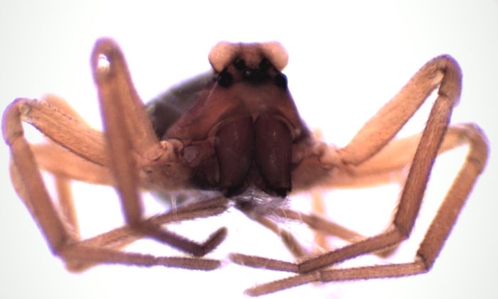 Datei:Hybauchenidium ferrumequinum m fr HLovbrekke.jpg