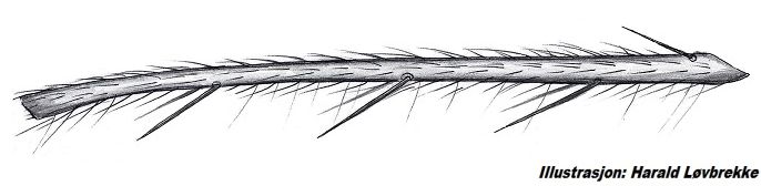 Datei:Tetragnatha obtusa bein I male HLovbrekke.jpg