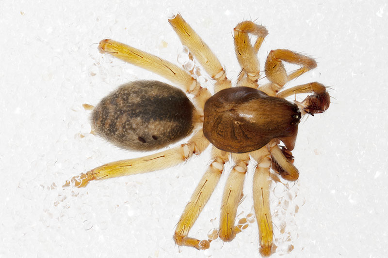 Datei:Histopona luxurians Habitus.jpg