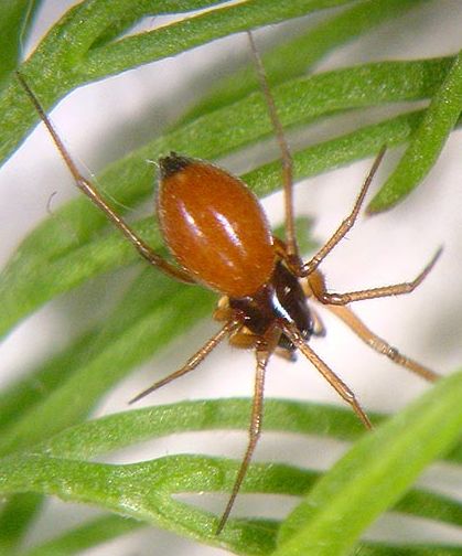 Datei:Ostearius melanopygius.jpg