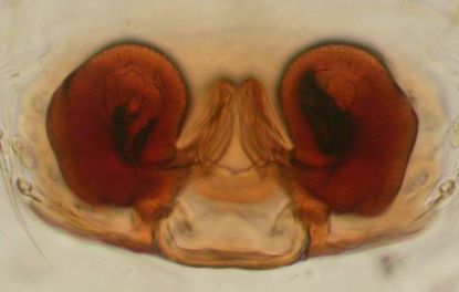 Datei:Scandichrestus tenuis w vulva dorsal 1,4mm Bodenstreu 2000moh AFjellberg.jpg