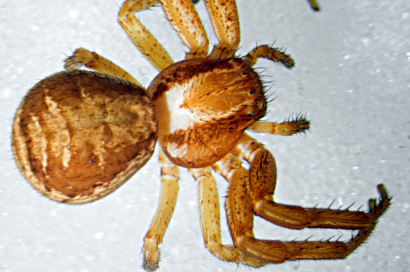 Datei:Xysticus obscurus f dorsal finnmark-2011.jpg