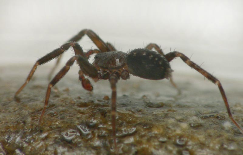 Datei:Apostenus fuscus 10 1024.jpg