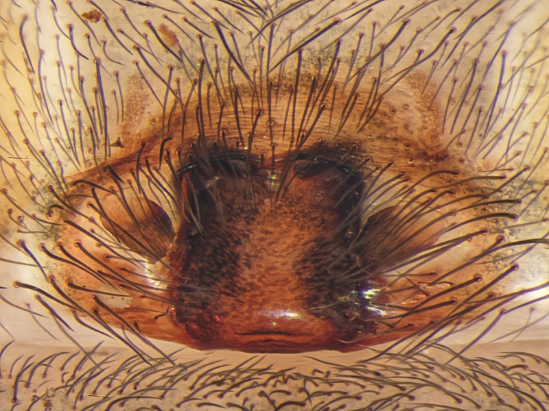 Datei:CTerr Lauerholz (HL) 2015-04-06 Epigyne.jpg