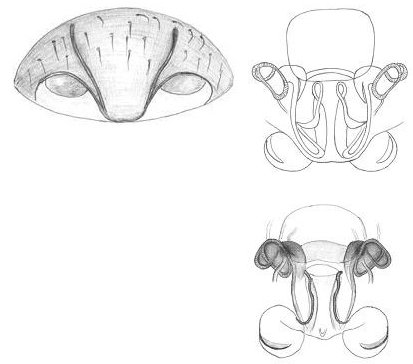 Datei:Agyneta suecica Epigyne und Vulva HLoevbrekke.jpg