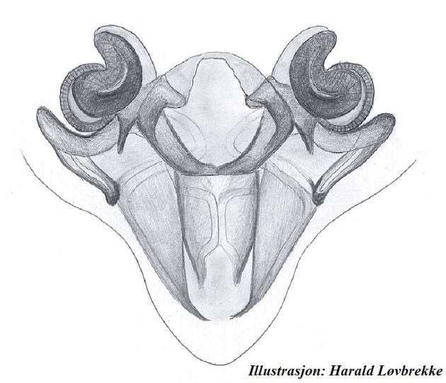 Datei:Allomengea scopigera vulva dorsal HLovbrekke.jpg