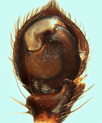 Datei:Bassaniana baudueri m pp 4,16mm 31Jul16 Ogeu-les-Bains bewachsenerHuegel POger.jpg