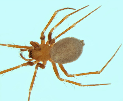 Bordea cavicola w do 2,43mm JuzetdLzaut GrotteDuBeguet FR 12Feb14 POger.jpg