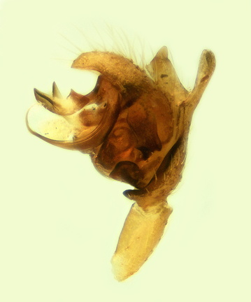 Datei:Araeoncus vaporariorum m pp1 2,05mm FR POger.jpg