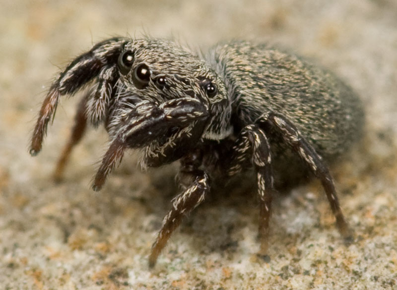 Datei:Sibianor aurocinctus W 8-04991.jpg