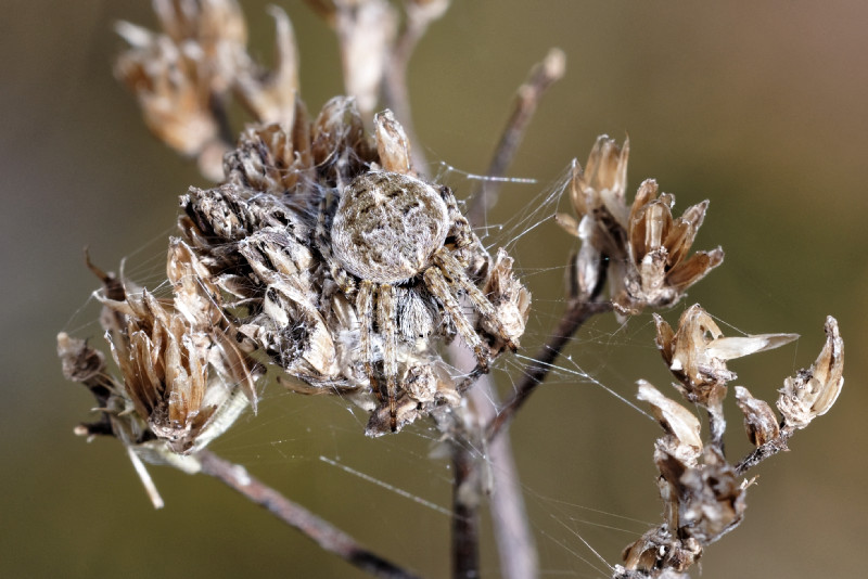 Datei:ARedii 2-2015 NSG Groenauer Heide DSC 0785 DxO.jpg