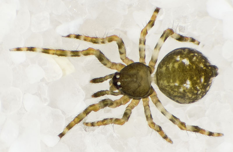 Datei:Achaeridion-conigerum Kohlgrund 09-09 06.jpg