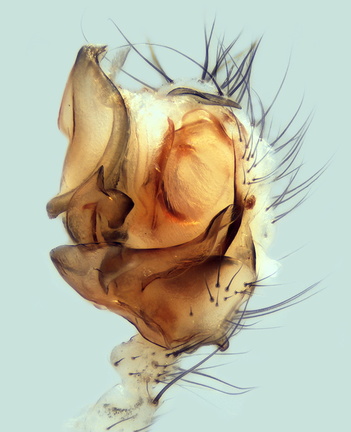 Datei:Troglohyphantes cerberus m pp 2,86mm HosseDeMirassou Sarrance Fr 18Jul15 POger.jpg