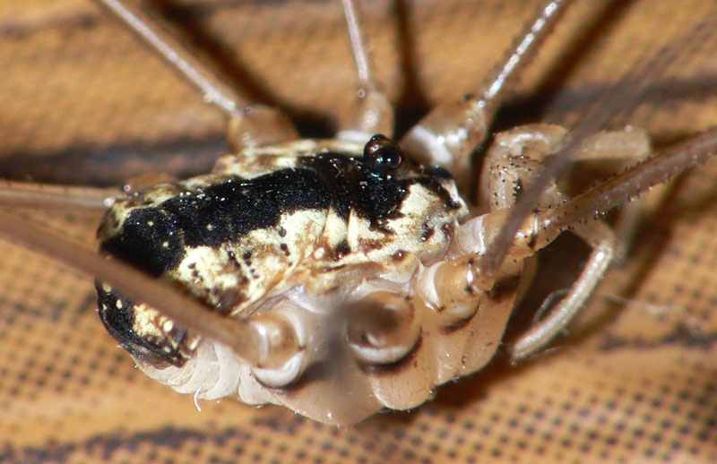 Datei:Leiobunum religiosum 4 1024.jpg