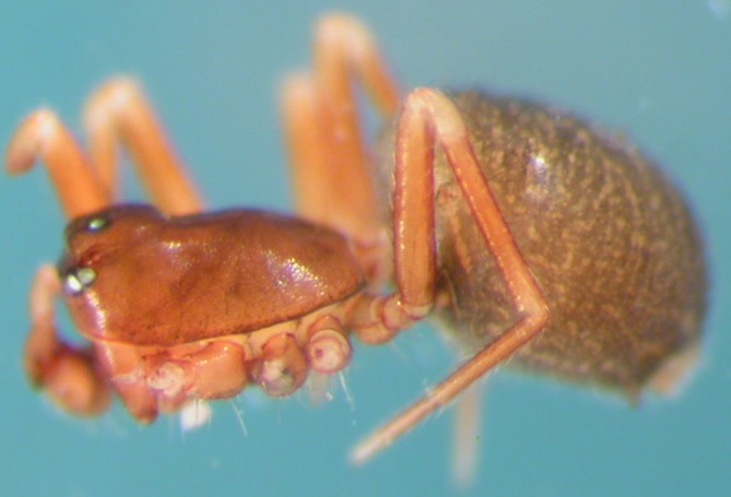 Datei:Thyreosthenius parasiticus m do V.Slidre AF 15.9.10 AFjellberg.jpg