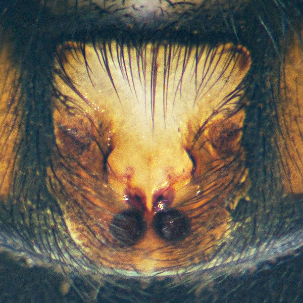 Datei:Zelotes latreillei epigyne Wiki 20110912.jpg