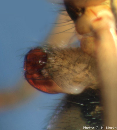 Datei:Abiskoa abiskoensis epigyn sideview GHMorka.jpg