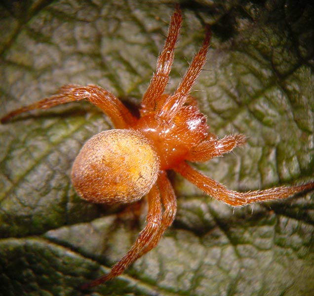 Datei:Araneus alsine 6 1024.jpg