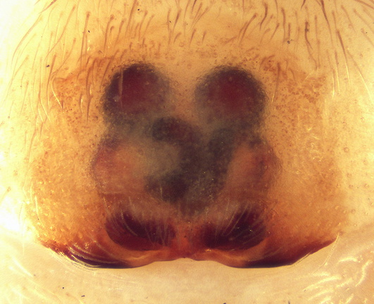 Datei:Clubiona hilaris w epi 5,66mm Fr POger.jpg