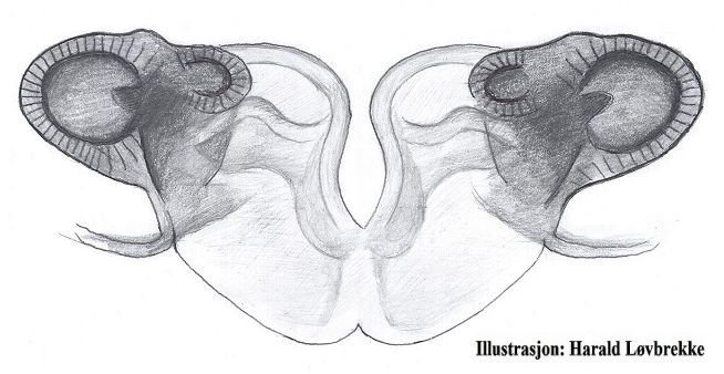 Datei:Entelecara acuminata vulva dorsalt HLovbrekke.jpg