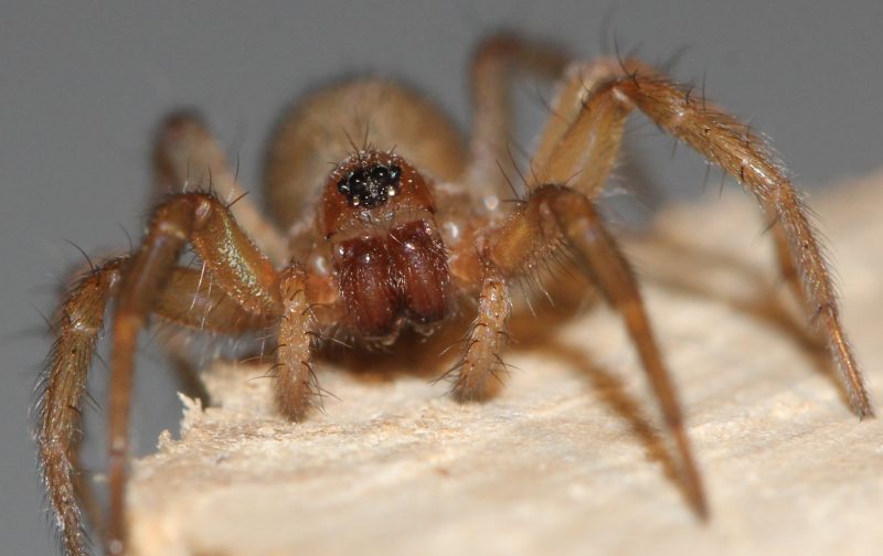 Datei:Lycosoides coarctata juv 7mm portrait France IMG 3542 FBroekhuis.jpg