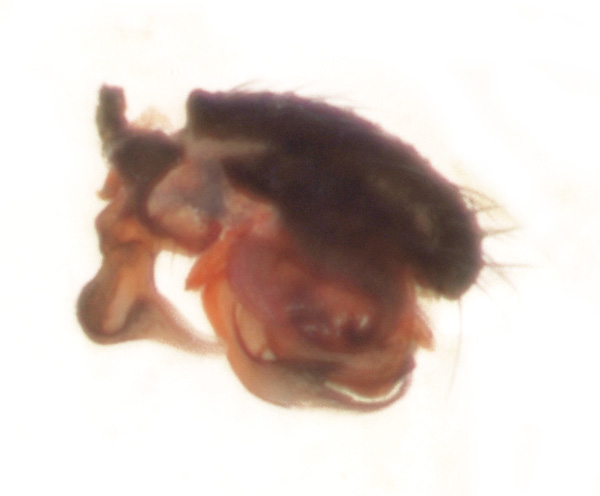 Datei:Meioneta affinis m ca2mm paracymbium Moos Norway GHMorka.jpg