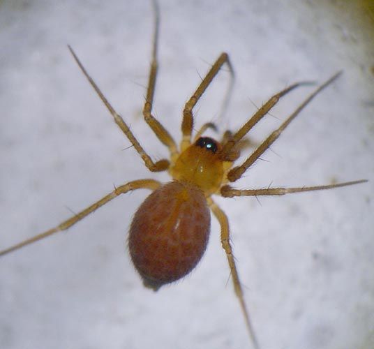 Datei:Palliduphantes insignis w Anf Januar AStaudt.jpg